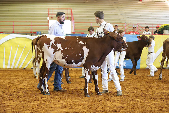 East Texas State Fair - Dairy Show-250