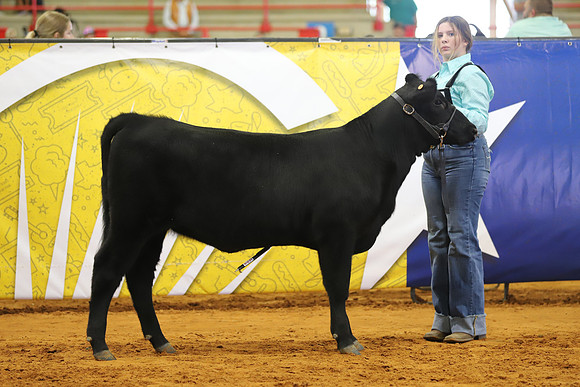 EastTexasStateFair-BritishHeifers-001