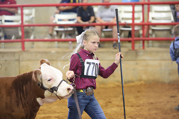 EastTexasStateFair-BritishHeiferShowmanship-68