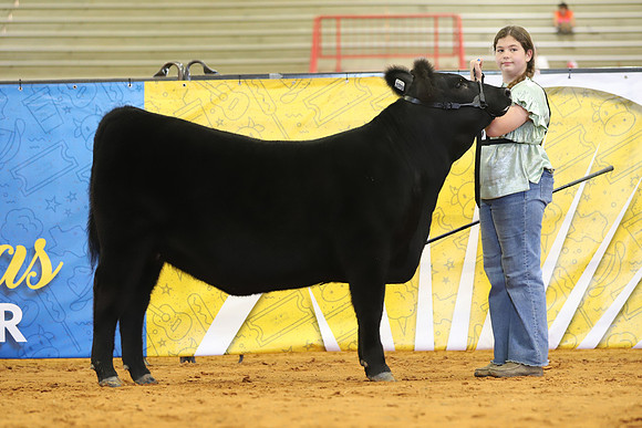 EastTexasStateFair-BritishHeiferShowmanship-59