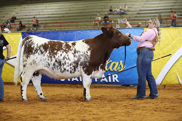 EastTexasStateFair-BritishHeifers-012