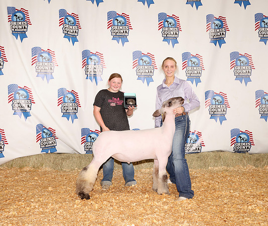 Champ Senior Showman