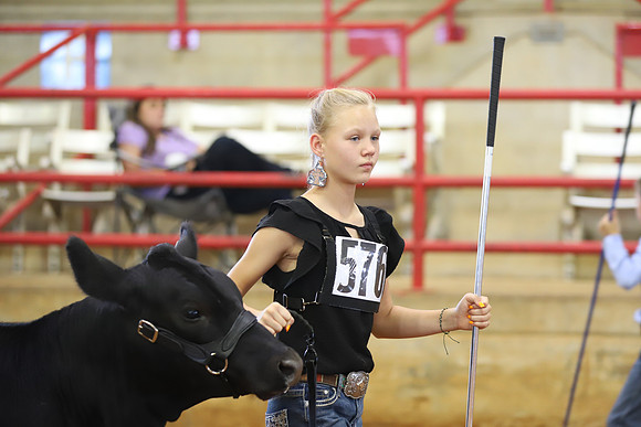EastTexasStateFair-BritishHeiferShowmanship-66