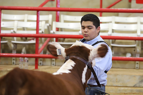 EastTexasStateFair-BritishHeiferShowmanship-30