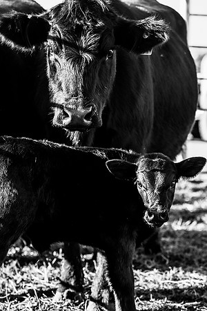 DSC_5965