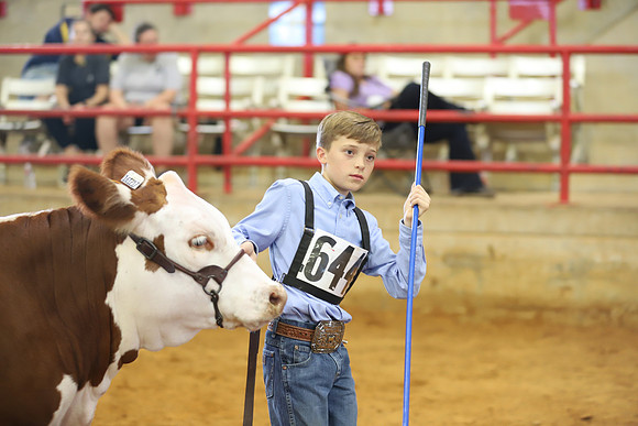 EastTexasStateFair-BritishHeiferShowmanship-64