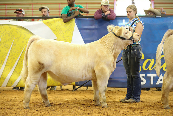 East Texas State Fair - Steer Show-082