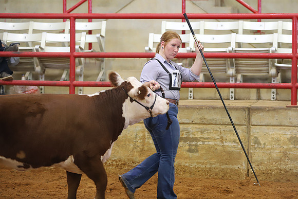 EastTexasStateFair-BritishHeiferShowmanship-12