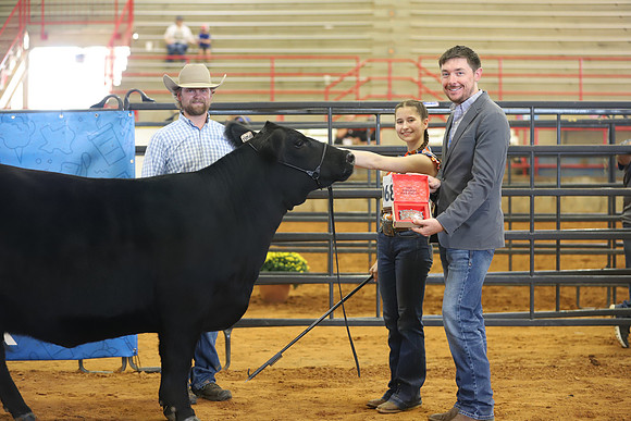 EastTexasStateFair-BritishHeiferShowmanship-04