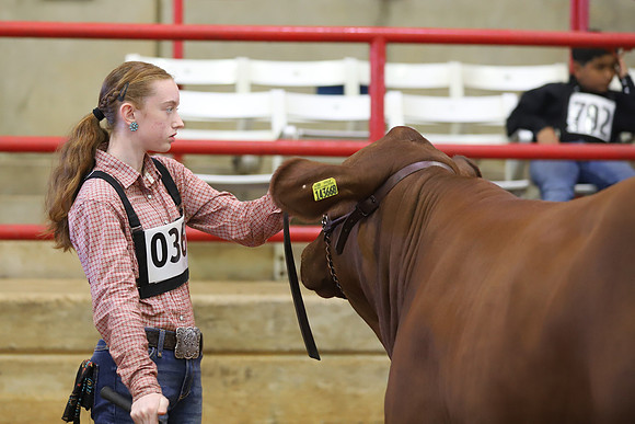 EastTexasStateFair-JBBAHeiferShowmanship-31