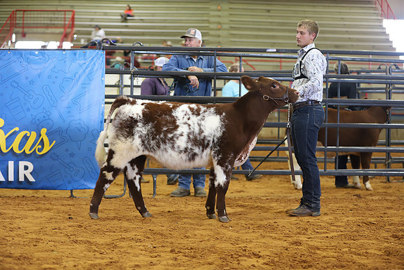 EastTexasStateFair-BritishHeifers-010
