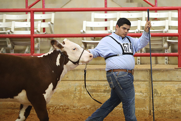 EastTexasStateFair-BritishHeiferShowmanship-11