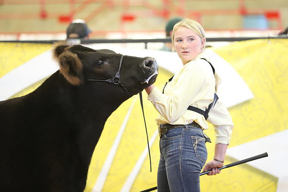 East Texas State Fair - Steer Show-118
