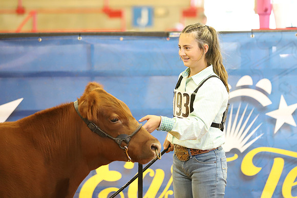 East Texas State Fair - Steer Show-114