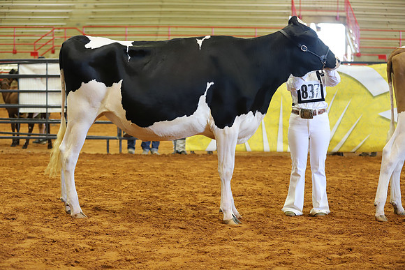 East Texas State Fair - Dairy Show-299