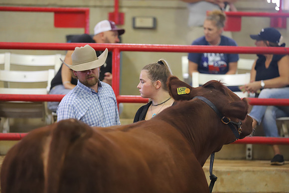 EastTexasStateFair-BritishHeifers-014