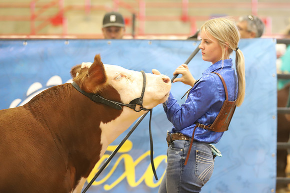 East Texas State Fair - Steer Show-105