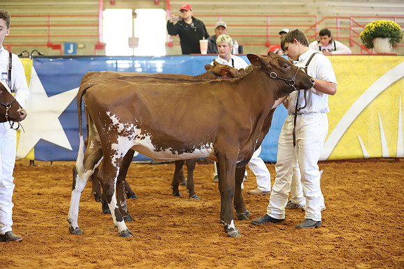 East Texas State Fair - Dairy Show-247