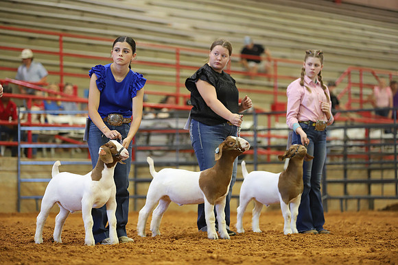 East Texas State Fair - Goat Showmanship-061