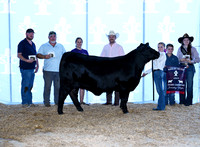 champ heifer