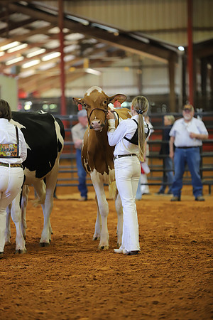 East Texas State Fair - Dairy Show-316