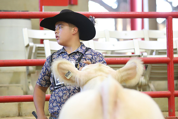East Texas State Fair - Steer Show-028