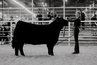 Kaufman Holiday Classic- Heifer Show