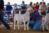 Kaufman Holiday Classic - Lamb Showmanship