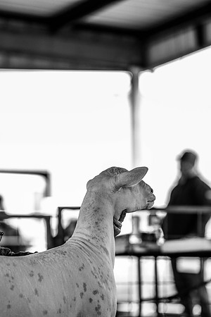 KEB_0788-2