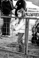 Kaufman Holiday Classic - Wether Dams