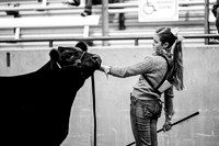 AGR- American Steers