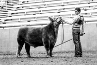 AGR- Exotic Steers+ Supreme Drive
