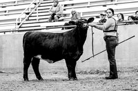 AGR- American Heifers