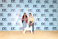 NH- CCJLS-3331
