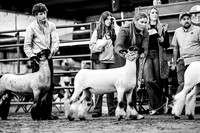 CCJLS 2026 - Sheep Showmanship