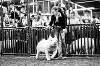 CCJLS 2026 - Swine Showmanship