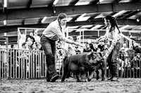 CCJLS 2026 - Swine Show White OPB-Duroc