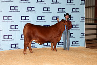 NH- CCJLS-4731