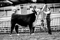 CCJLS 2026 - Heifer Showmanship