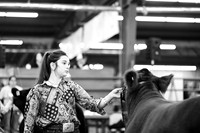 CCJLS 2026 - Heifer Show