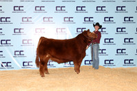 Garza-Austin-Steer