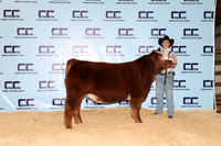 Mckinney-Austin-Steer
