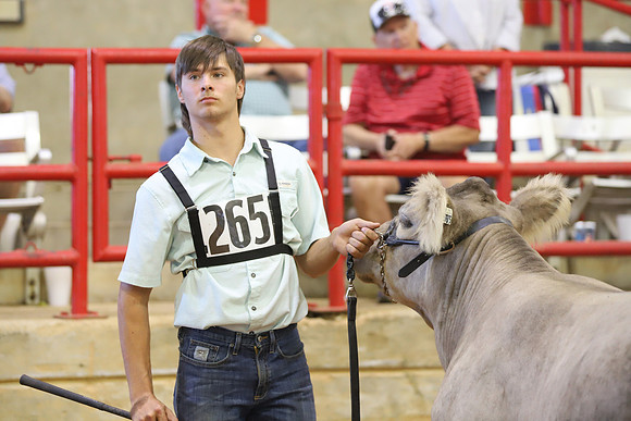 East Texas State Fair - Steer Show-042