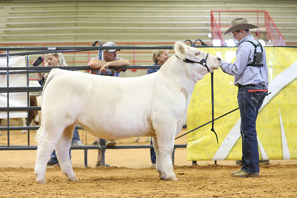 East Texas State Fair - Steer Show-057