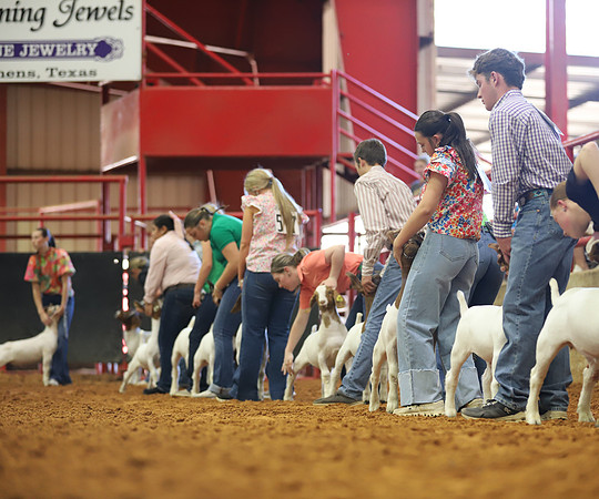 East Texas State Fair - Goat Showmanship-117