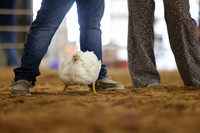KCJLS 2026 - Poultry Show