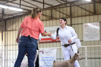 KJCLS 2026 - Dairy Goat Show