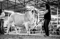 KCJLS 2026- Steer Show