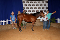 2026ACF_HorseShow-7