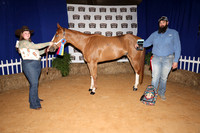 2026ACF_HorseShow-2